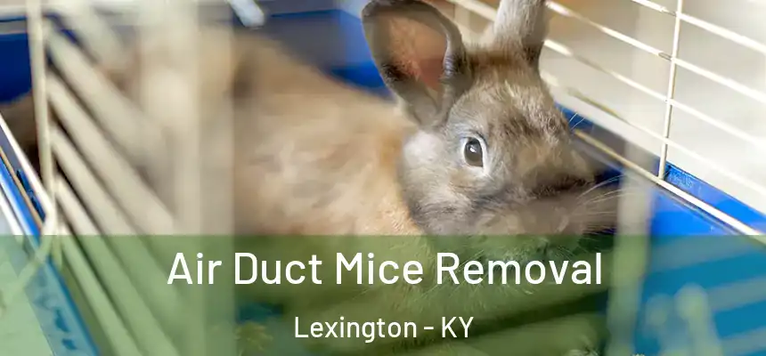  Air Duct Mice Removal Lexington - KY
