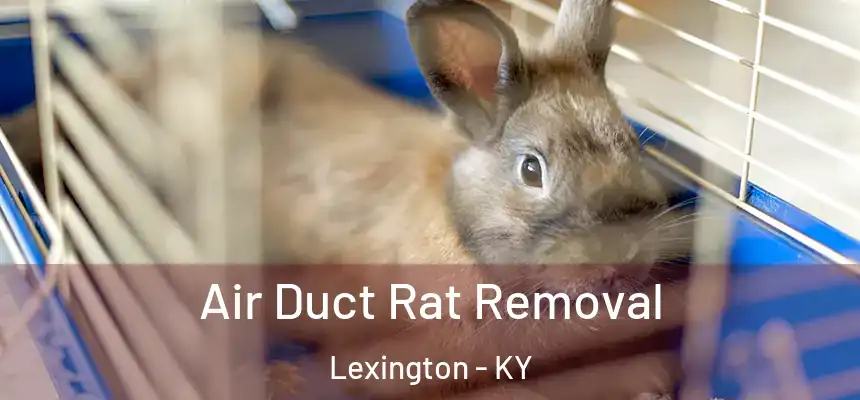 Air Duct Rat Removal Lexington - KY