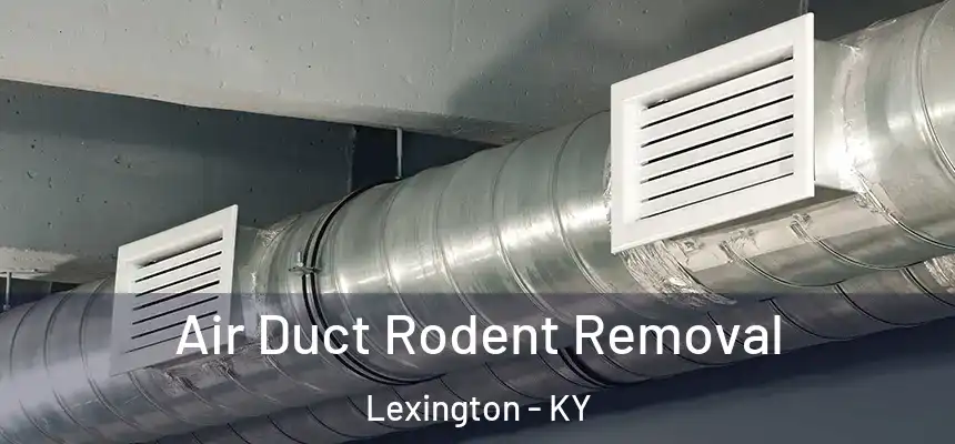 Air Duct Rodent Removal Lexington - KY